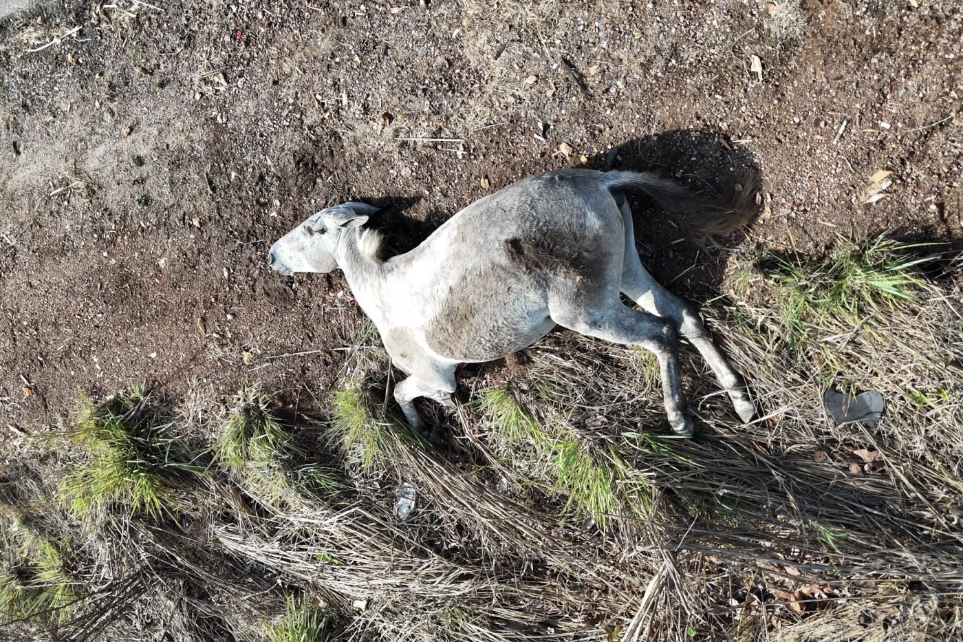 Veículo colidiu com animal na BR-242 — Foto: Formoso Alerta